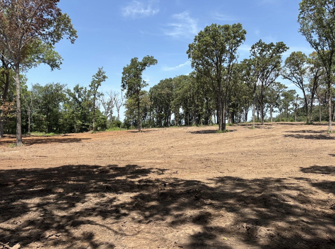 Acreage cleared of brush and undergrowth with mature trees left standing